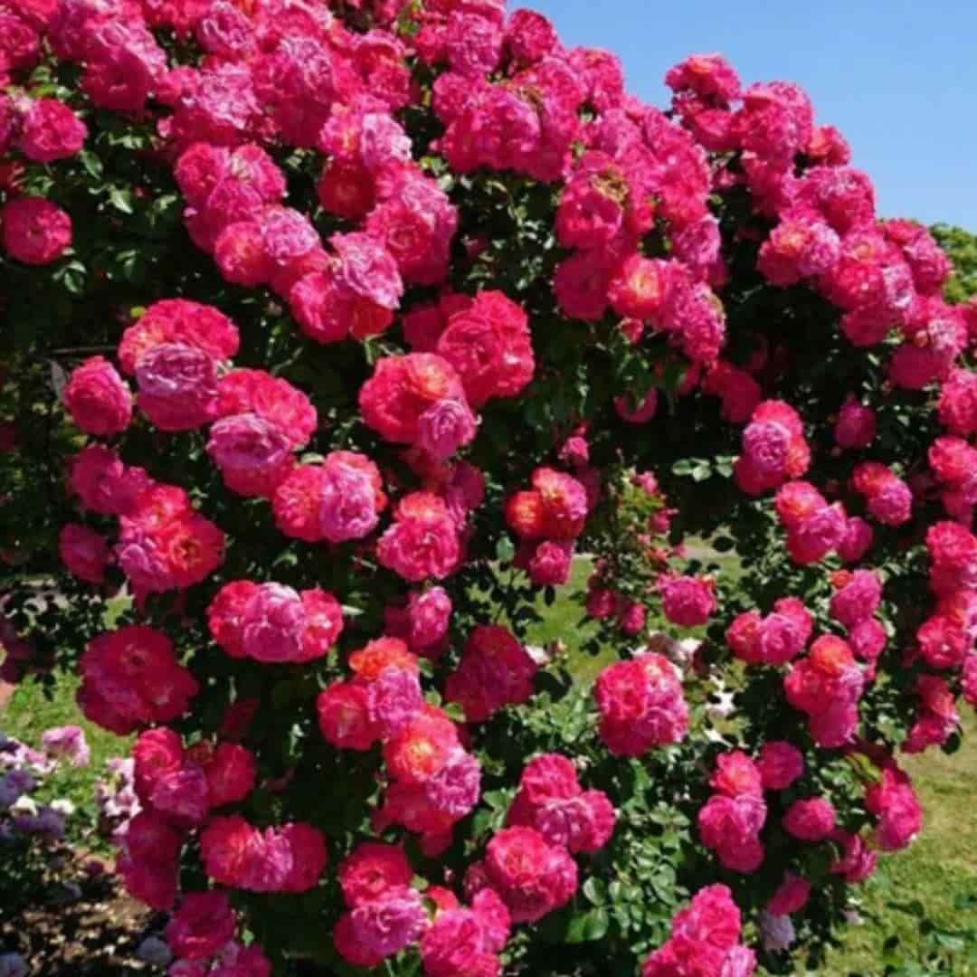Elegant Climbing Rose Flower Seeds – Garden Beauty in Bloom