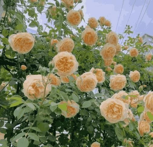 Elegant Climbing Rose Flower Seeds – Garden Beauty in Bloom